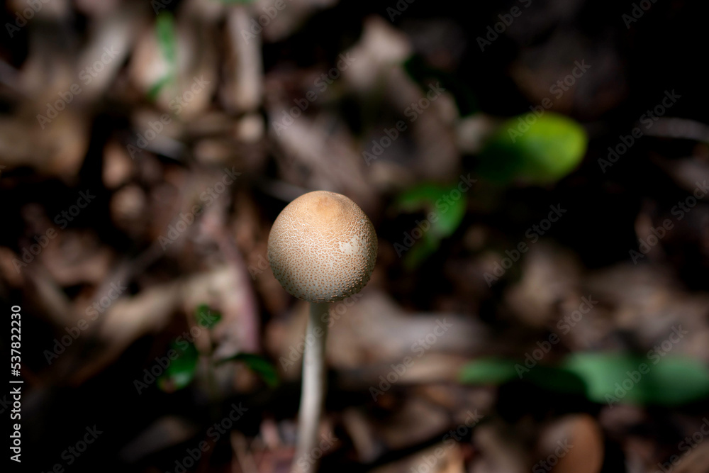 Mushrooms in the rainforest, Thailand, Southeast Asia
Mushrooms in the rainforest, Thailand, Southeast Asia