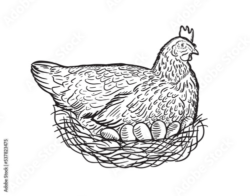 Broiler hen chicken in the nest laying eggs sketch.Vector illustration.
