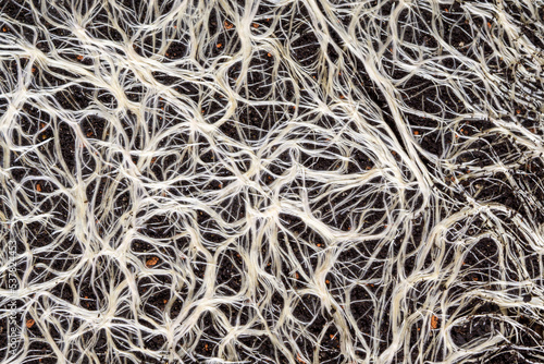 structure of the mushroom mycelium of the terrestrial soil © luchschenF