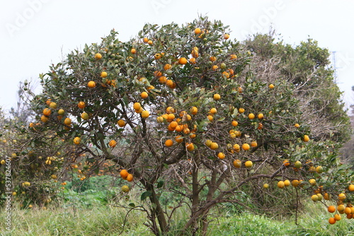 Rich harvest of citrus fruits on trees in a city park in Israel.