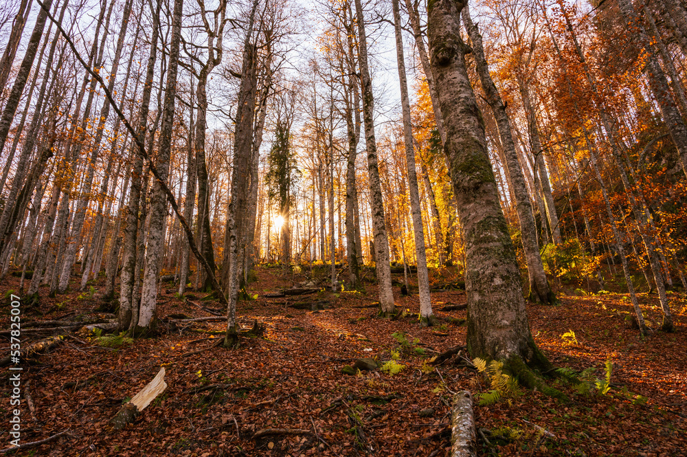 Gegenlicht im Herbstwald in den rumänischen Wäldern in den Karpaten, Rumänien