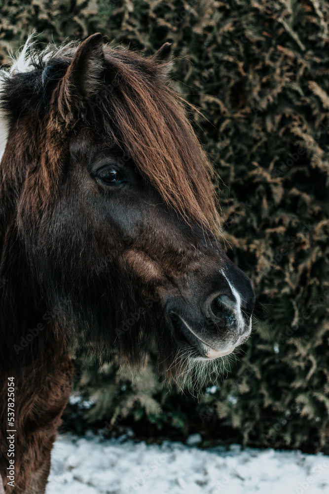 Fototapeta premium Islandpferd / Isländer