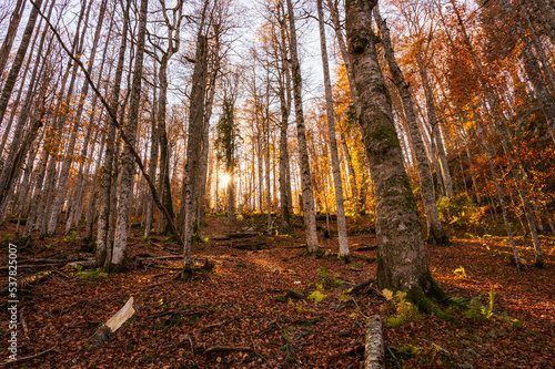 Obraz na płótnie Gegenlicht im Herbstwald in den rumänischen Wäldern in den Karpaten, Rumänien w salonie