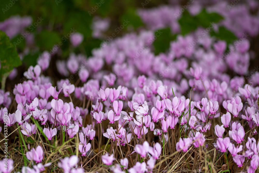 Obraz premium carpet of beautiful pink cyclamen with a blurred background