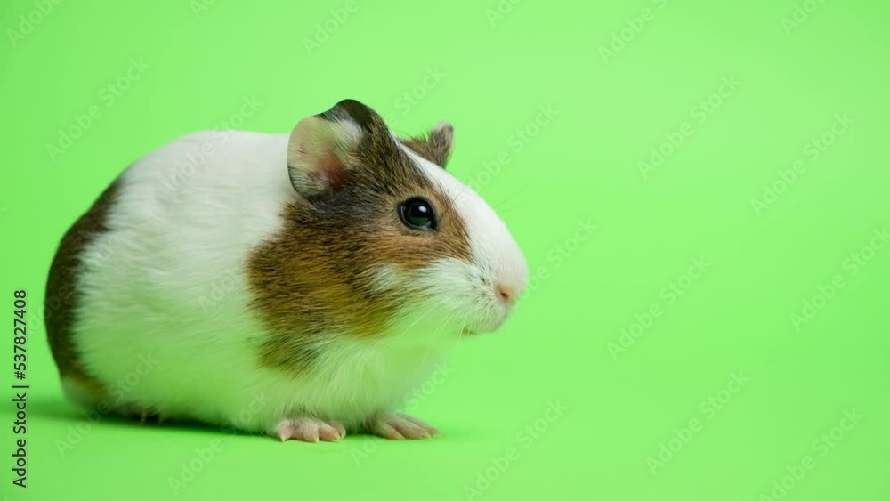 A small white guinea pig is afraid and trembles looking around on a green background. A small white guinea pig is afraid and trembles looking around on a green background.
