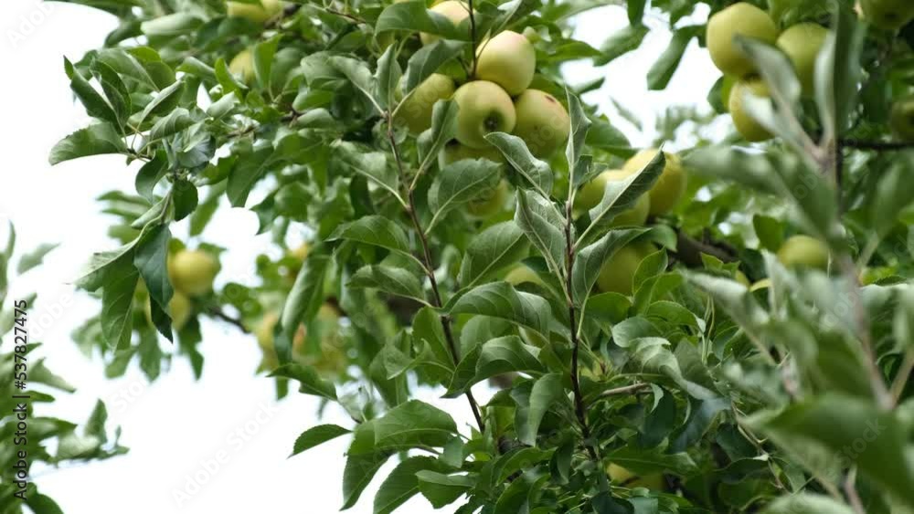 Farmers Harvesting Golden and Starking Apples Farmers Harvesting Golden and Starking Apples