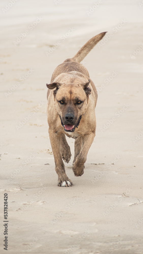 dog running on the beach