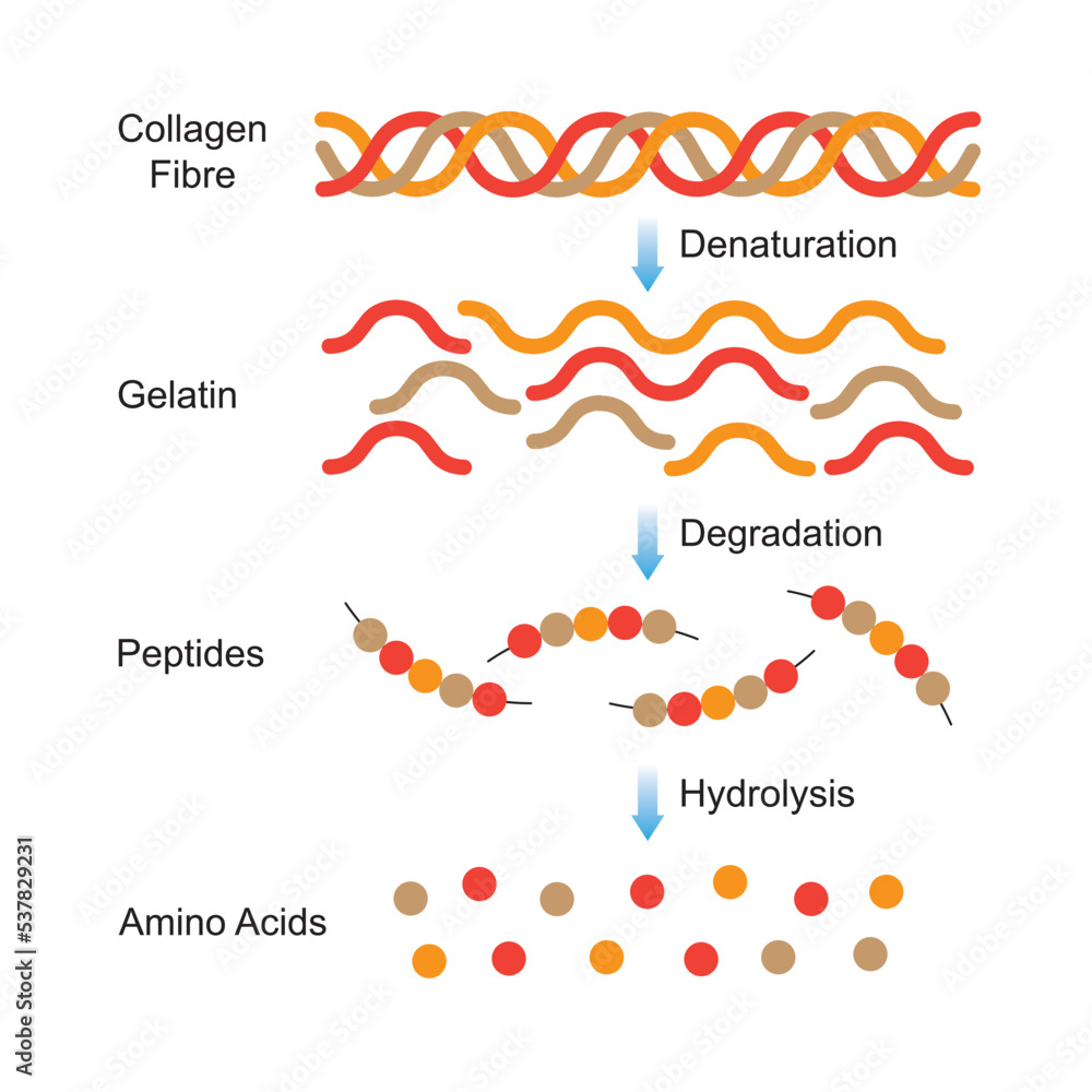Vetor de Scientific Designing of Collagen Denaturation and Degradation. Amino Acids Formation