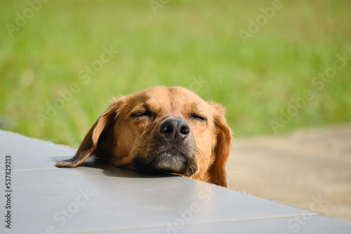 Petit bonheur du chien au soleil © chabalguy