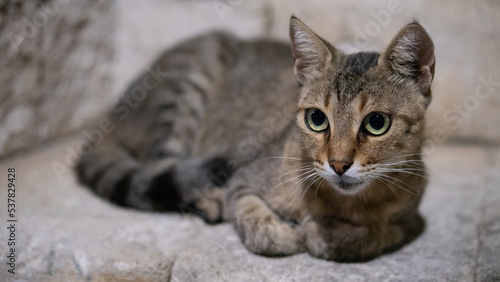 Fototapeta Naklejka Na Ścianę i Meble -  Stray cat in the night