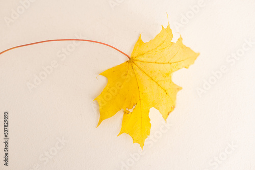 Yellow maple leaf isolated on white background. Autumn leaves, fall leaf silhouette top view.