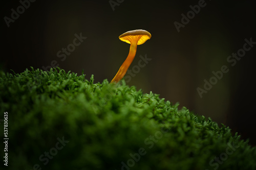The forest mushroom shines like a lamp