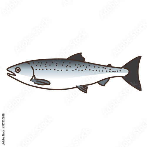 魚　魚介類　水産　海　食べ物　ます　マス　鱒