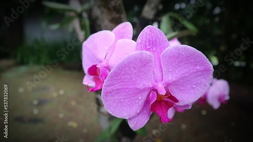 Orchid flowers blooming in the garden with water drops are so beautiful
