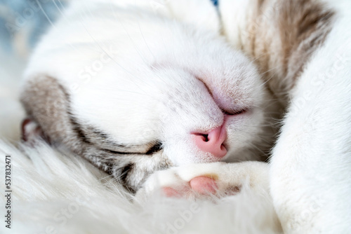 gray and white cat sleeps on blanket, cat sleeps