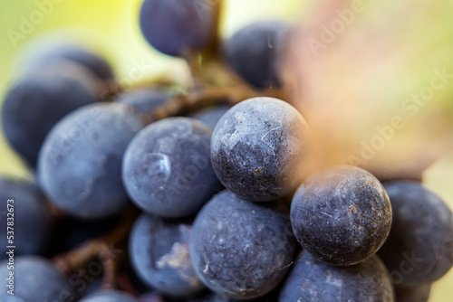 Close-up of purple wine grapes in autumn's end. Selective Focus.