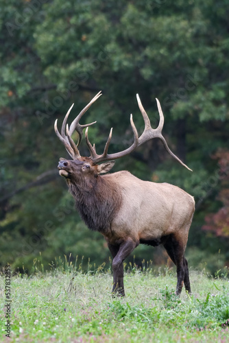 herd bull