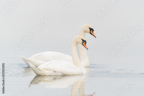 Two Mute Swan (Cygnus olor) floating on water with reflection. White swan with reflection, Gelderland in the Netherlands. 