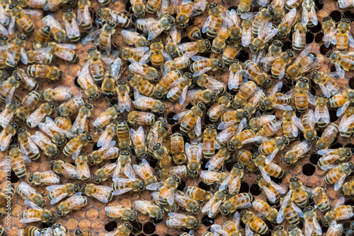 Bee hive