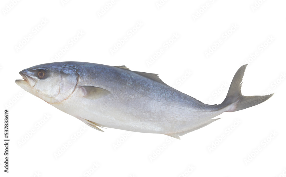 Fresh amberjack fish isolated on white background Fresh amberjack fish isolated on white background