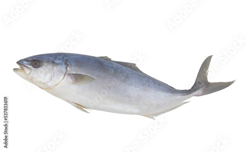 Fresh amberjack fish isolated on white background 