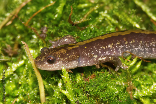 Closeup on sub-adult Pacific Westcoast green longtoed salamander, Ambystoma macrodactylum