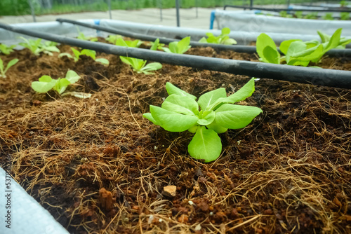 Vegetable plant saplings germinating in a greenhouse. Home grown, self sufficient, organic concept