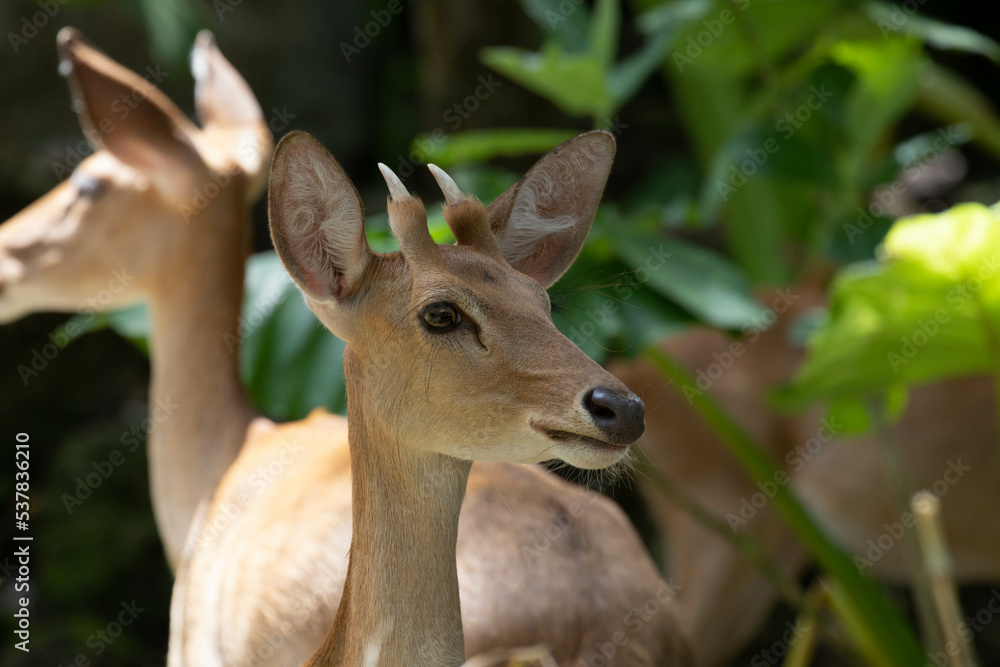 Close up Little Asian Deer Close up Little Asian Deer