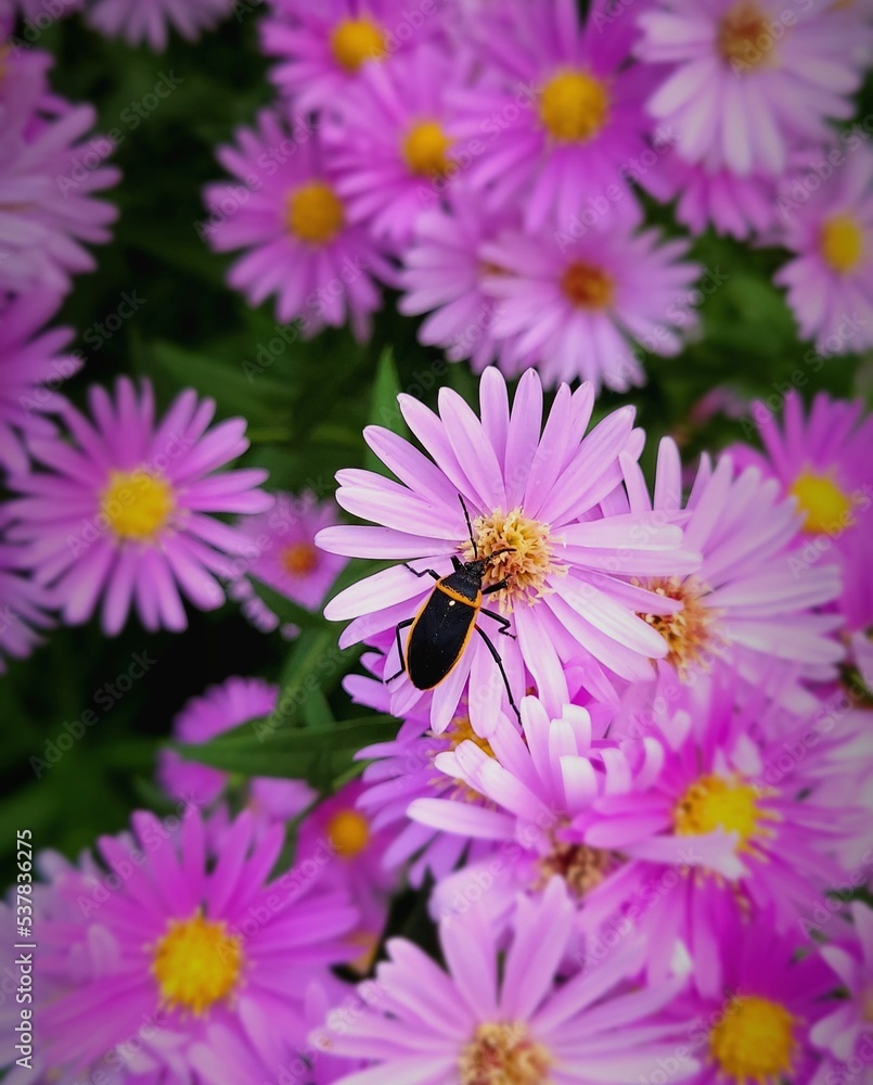bee on flower bee on flower