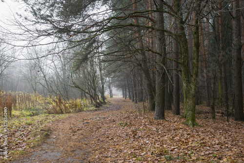Footpath in the forest on a foggy autumn day