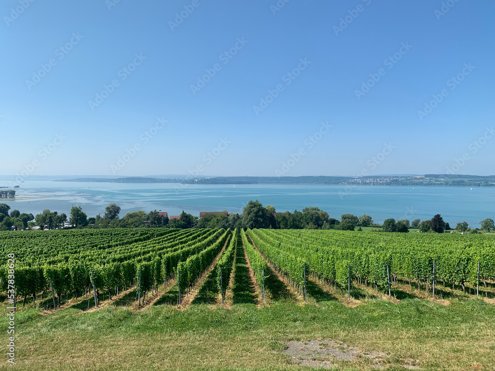 View of the vineyard and Lake Constance from Germany. Landscape