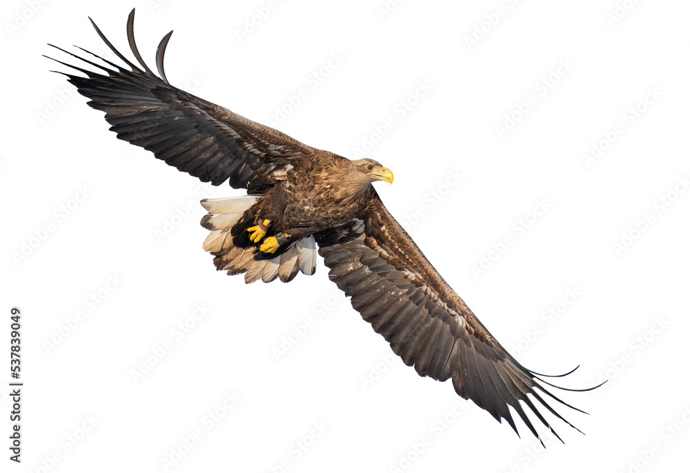 Fototapeta premium Majestic predator White-tailed Eagle (Haliaeetus albicilla) in flight