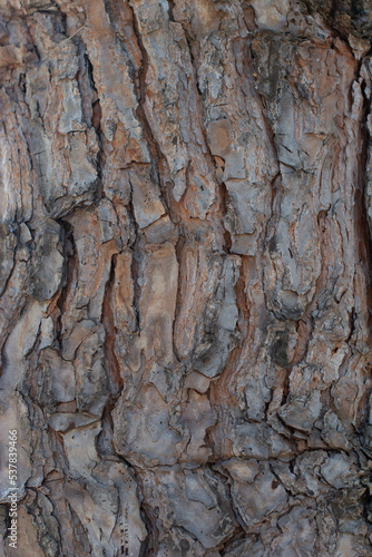 Texture Bark of Pine Tree. Background.