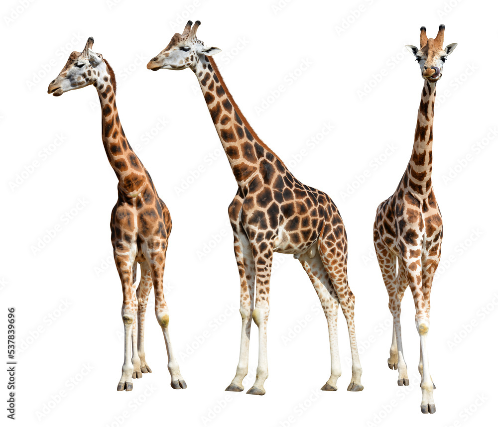 Rothschild's giraffe (Giraffa camelopardalis rothschildi)  isolated on transparent background, PNG. - obrazy, fototapety, plakaty 