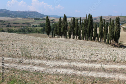 Val D'Orcia, Toscana. Cipressi colorano la vallata