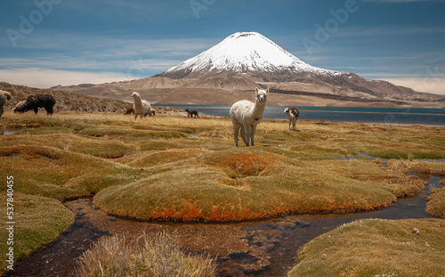 lake in the chilean altiplano with llamas photo