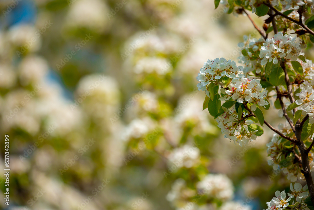 White flowers bloom in the trees. Spring landscape with blooming sakura tree. Beautiful blooming garden on a sunny day. Copy space for text. White flowers bloom in the trees. Spring landscape with blooming sakura tree. Beautiful blooming garden on a sunny day. Copy space for text.