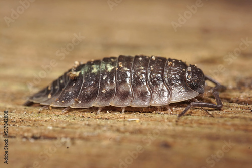 Closeup on the Common shiny woodlouse  Oniscus asellus