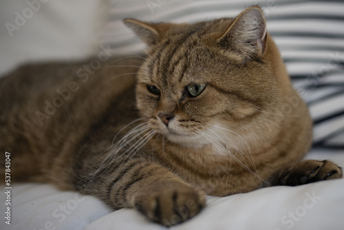 Wallpaper Mural Noé le british short hair 3 Torontodigital.ca