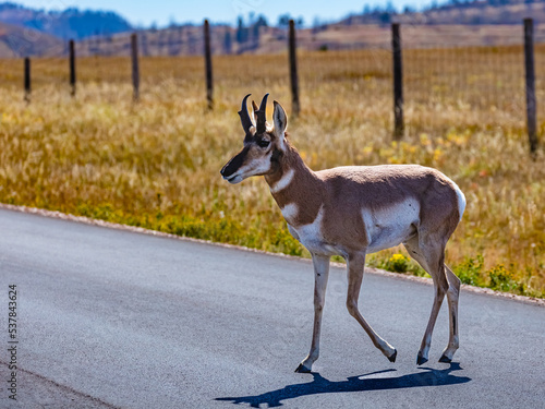 South Dakota-Custer State Park-Pronghorn Antelope