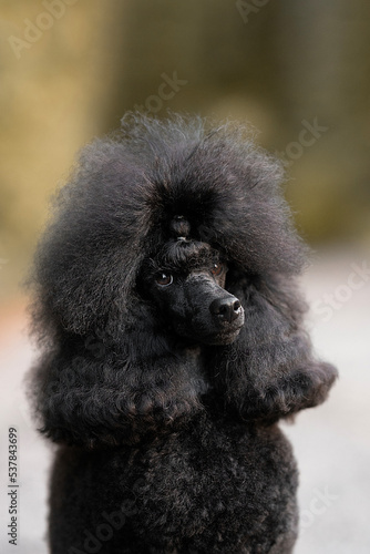 Black toy poodle dog breed