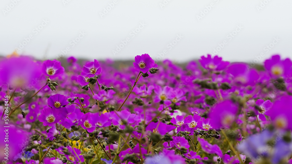 Fototapeta premium Flores del desierto