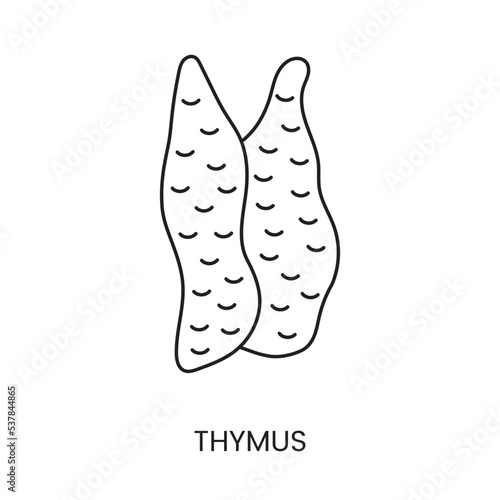 The human thymus gland icon lines in a vector, an illustration of an internal organ.