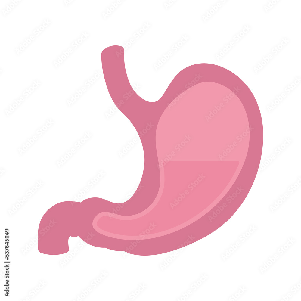 Vector human stomach icon isolated on white background Vector human stomach icon isolated on white background