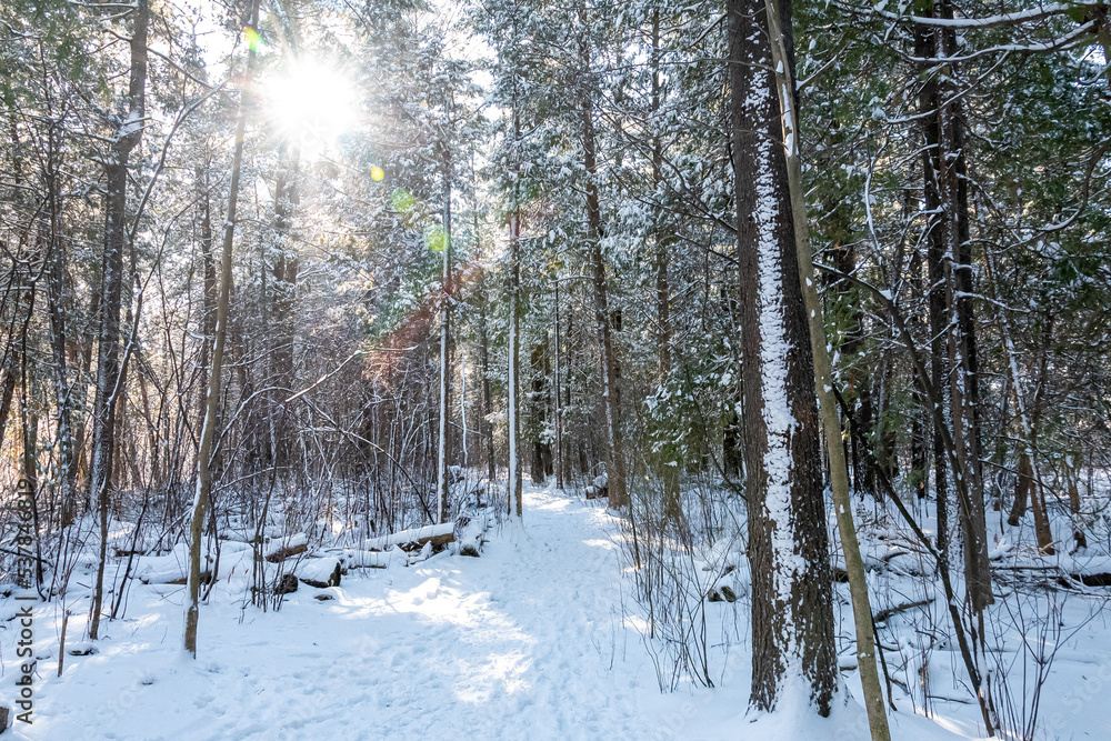 Fototapeta premium hiking trail through the forest in winter