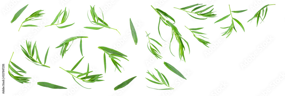 tarragon or estragon isolated on white background with copy space for your text. Artemisia dracunculus. Top view. Flat lay tarragon or estragon isolated on white background with copy space for your text. Artemisia dracunculus. Top view. Flat lay