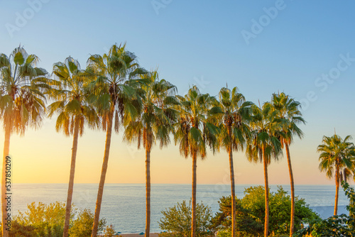 Tropical sunset over sea with palm trees, A row of palm trees on the ocean coast near the hotel for tourists.