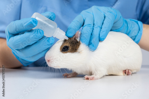 The veterinarian will bury the little guinea pig's eyes with the medicine.