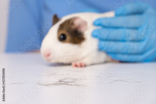 Hair loss in a guinea pig, examination by a veterinarian