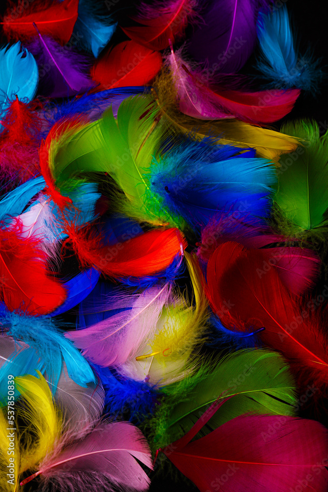 Background texture of brightly colored dyed bird feathers in the colors of the rainbow or spectrum in a random pile viewed from above in a full frame view